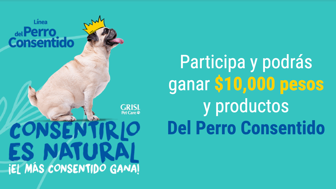 ¡En Grisi estamos buscando al perro más consentido!