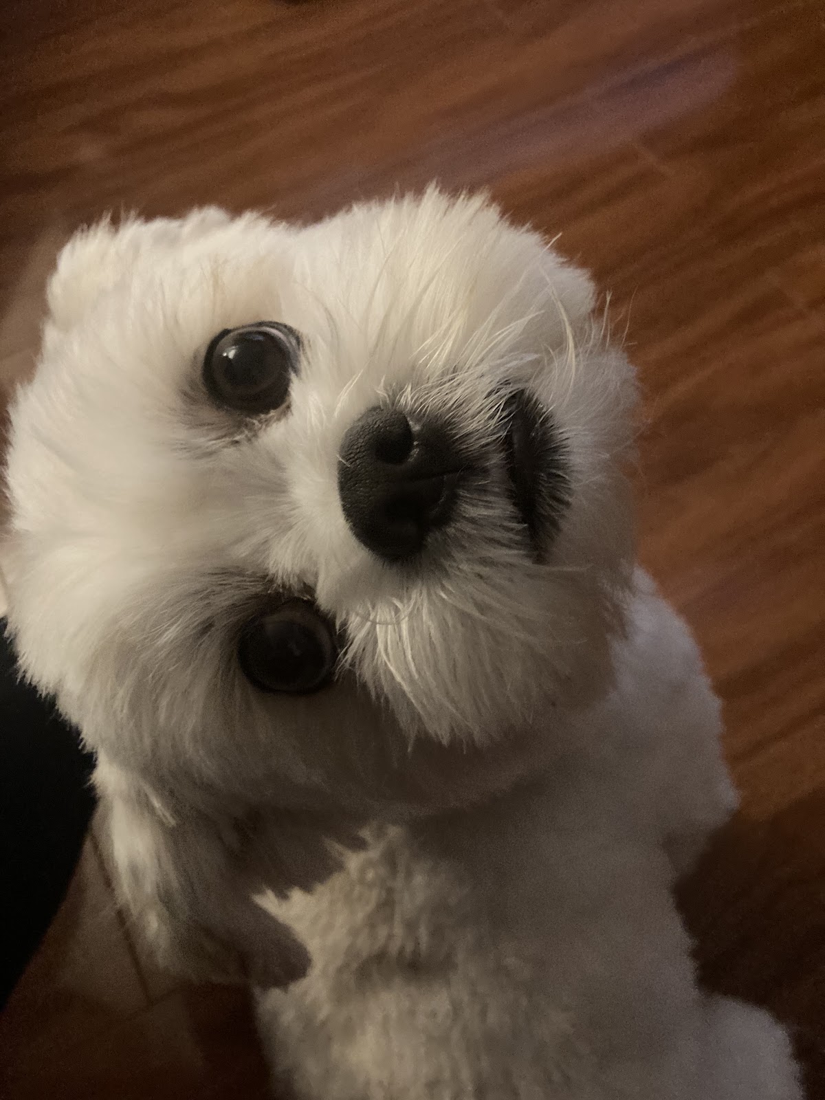 Paws on Parade Holistic Dog Grooming pet grooming salon