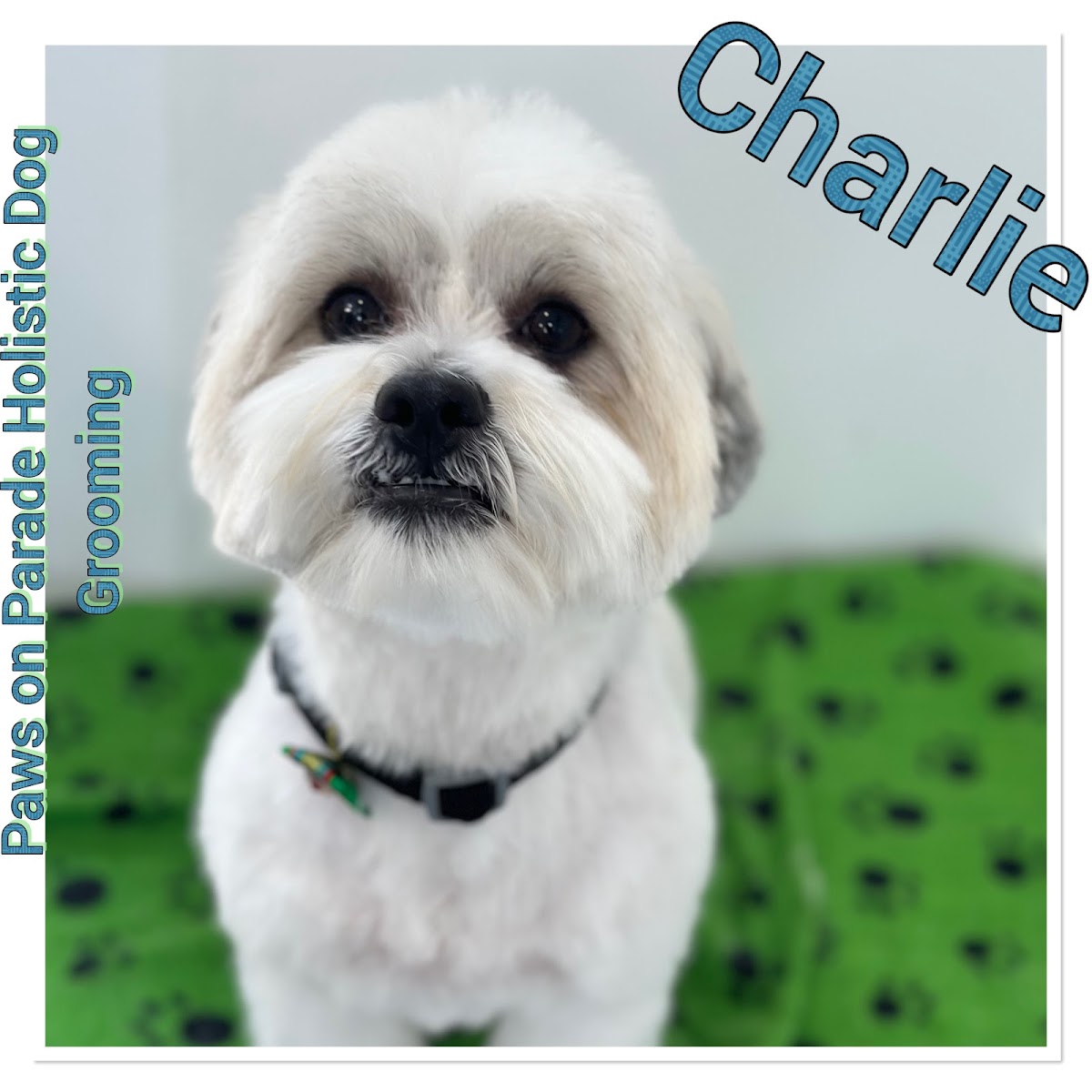 Shih Tzu dog portrait with a black collar, likely from Paws on Parade Holistic Dog Grooming.