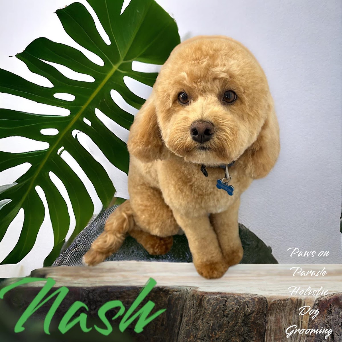 Golden poodle with teddy bear cut posing near a large leaf. Paws on Parade grooming salon logo visible.