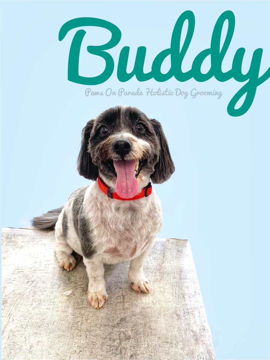 Dachshund with a happy expression, likely after grooming. 'Buddy' logo visible in background.