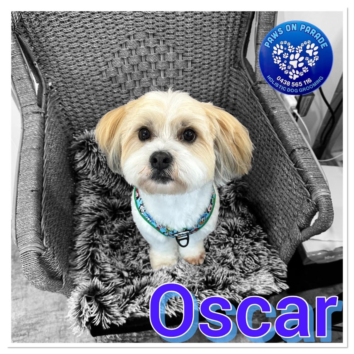 Cute unknown breed dog with teddy bear cut, likely groomed at Paws on Parade salon.