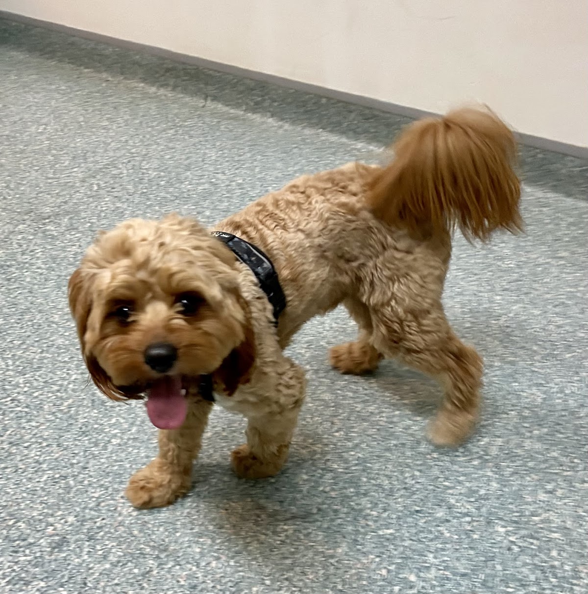 Greencross Vets Coreen Avenue pet grooming salon