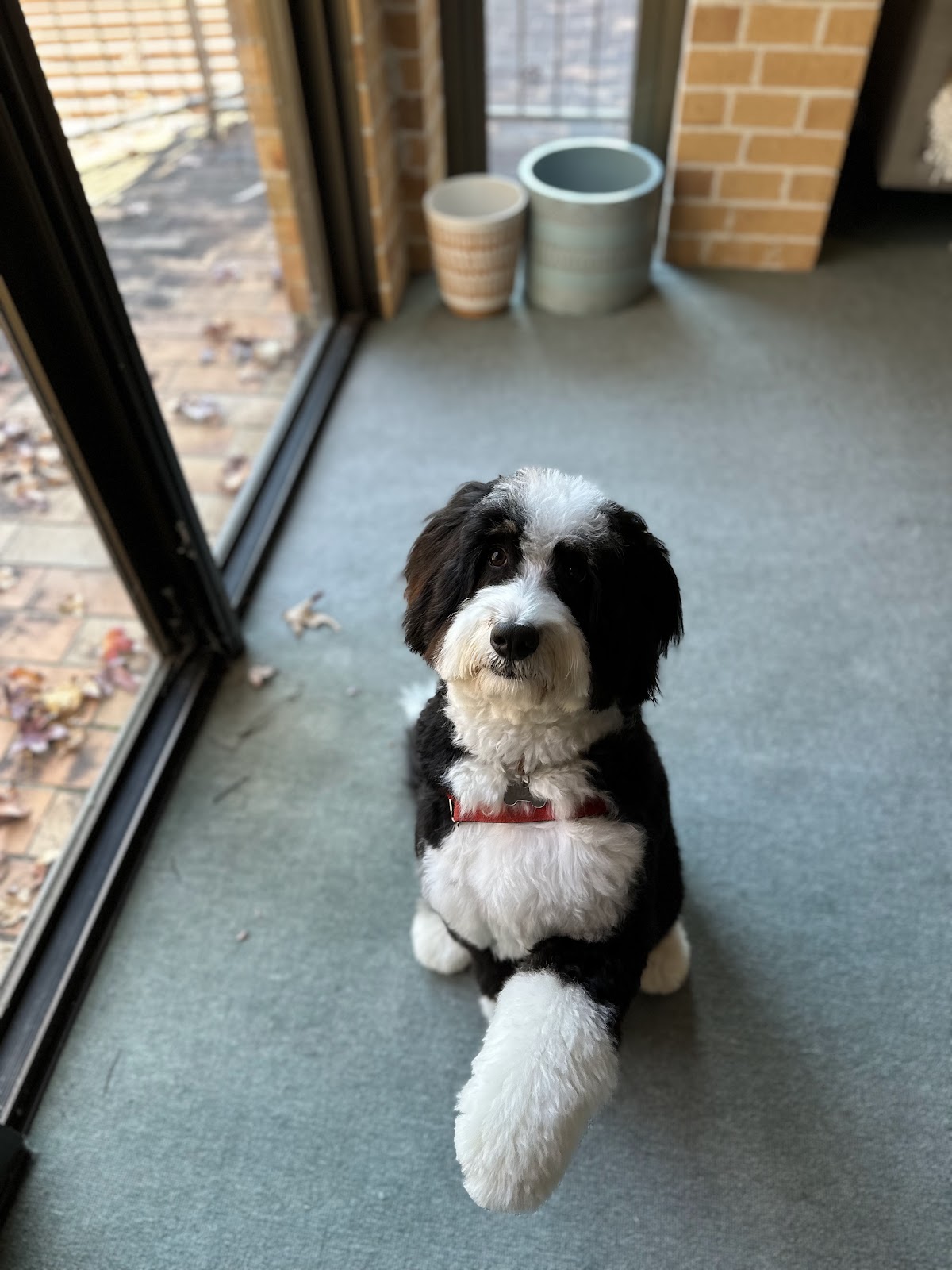 Good Lil' Dog Grooming pet grooming salon