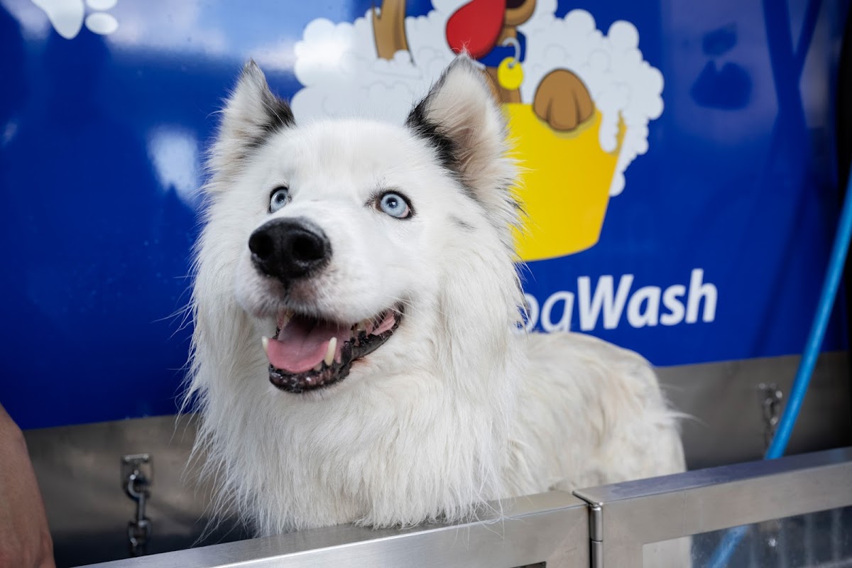 OTR Dog Wash Davoren Park