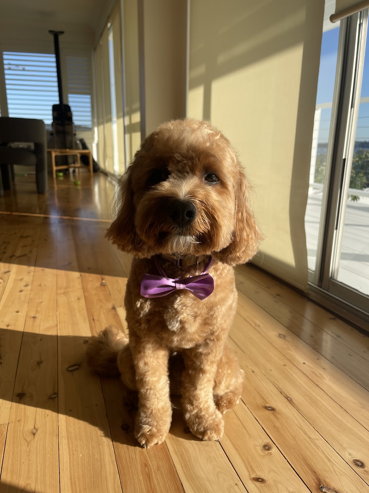 Blossom Dog Grooming Salon