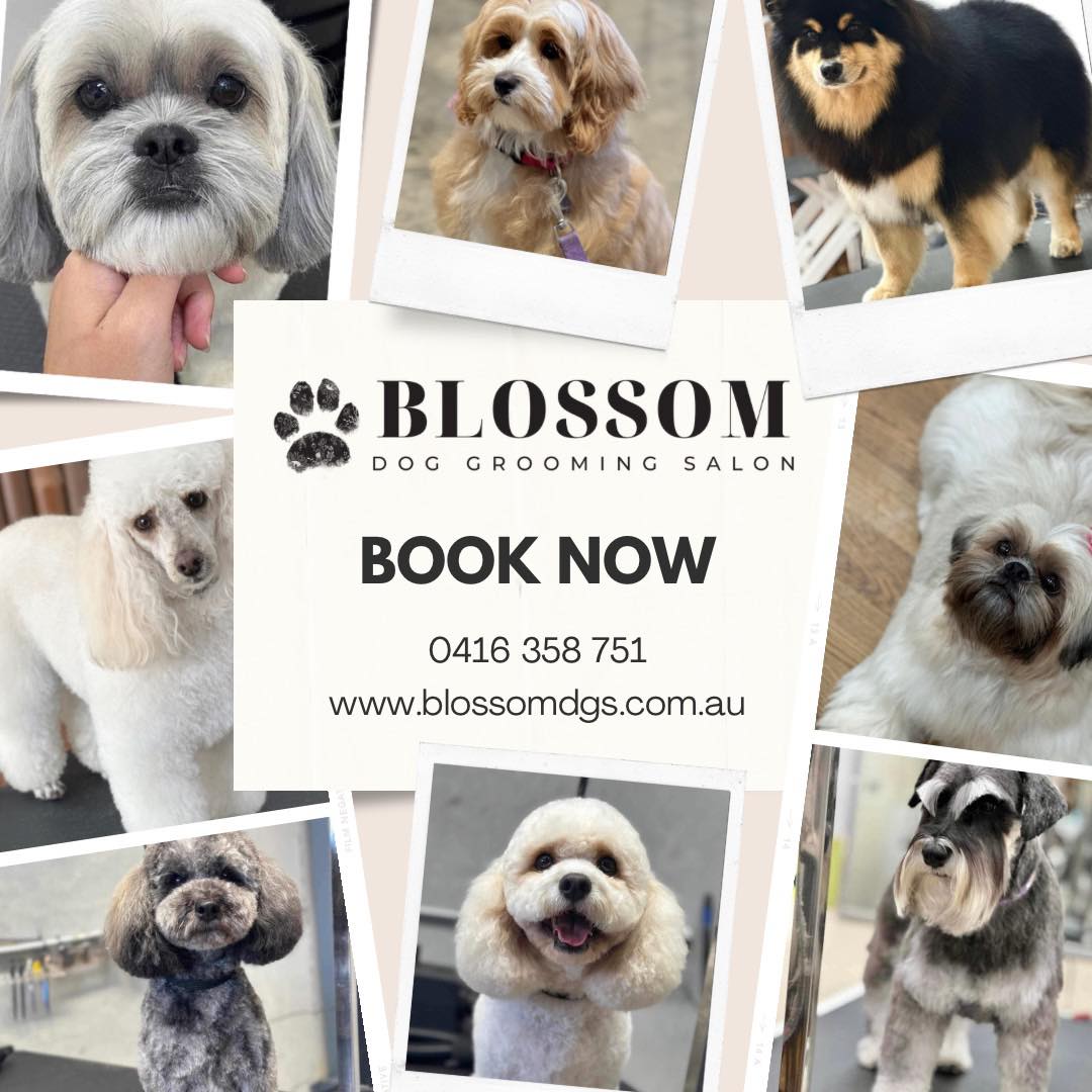 Blossom Dog Grooming Salon pet grooming salon - Photo 2