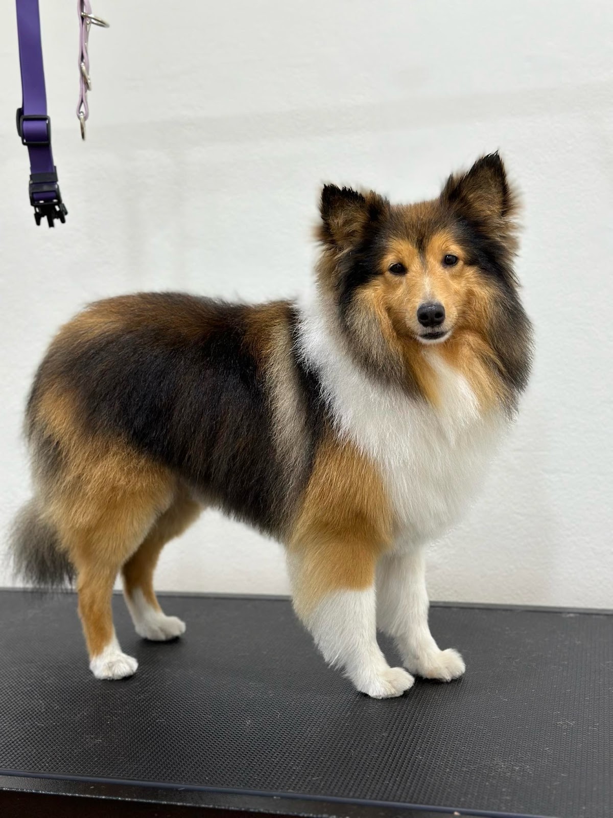 Blossom Dog Grooming Salon pet grooming salon - Photo 3