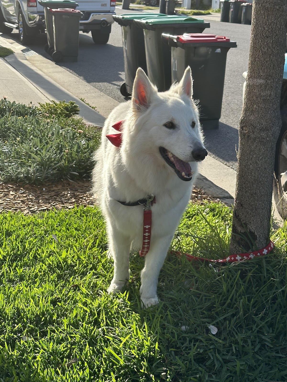 Blossom Dog Grooming Salon pet grooming salon - Photo 5