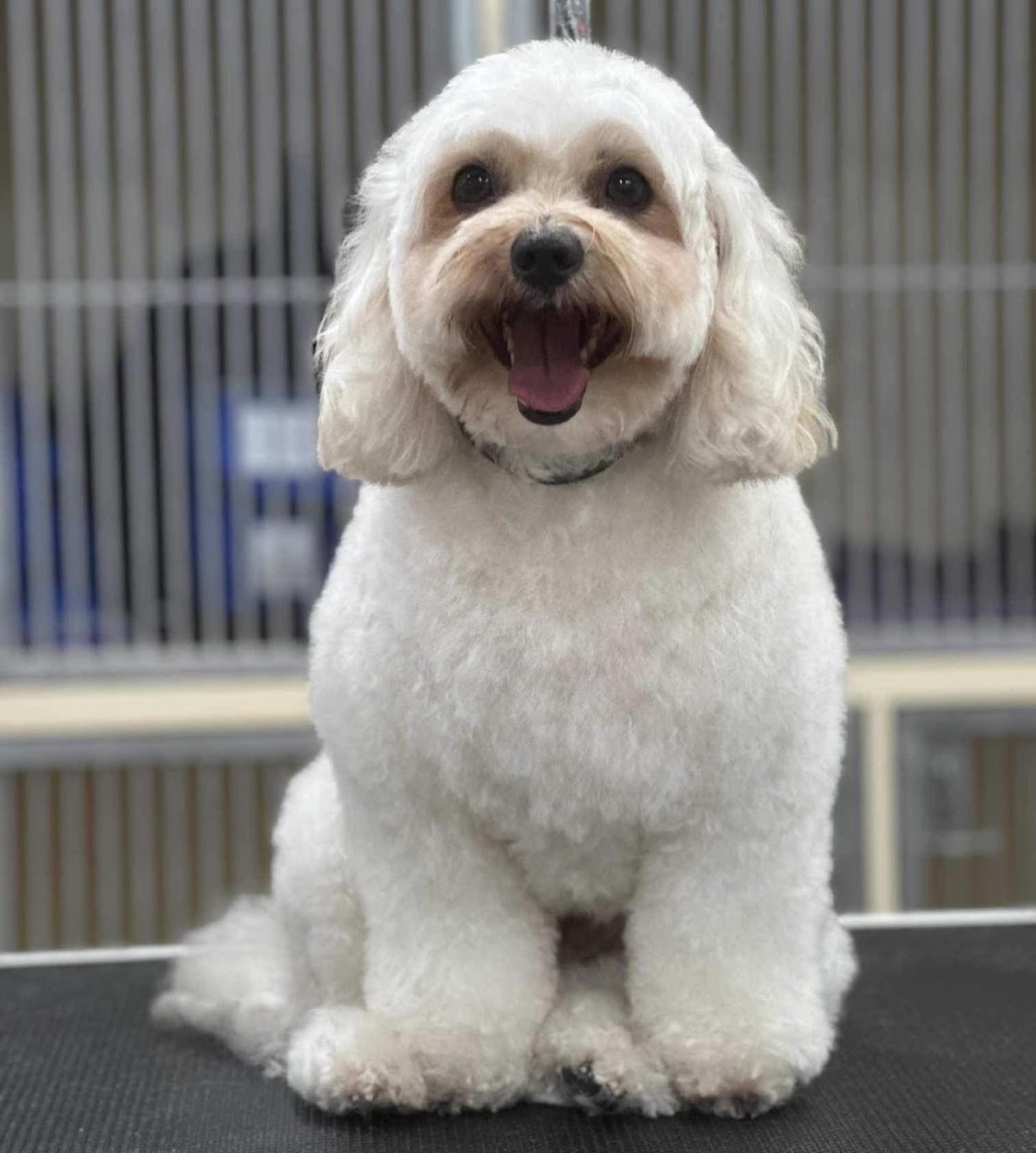 Blossom Dog Grooming Salon pet grooming salon - Photo 7