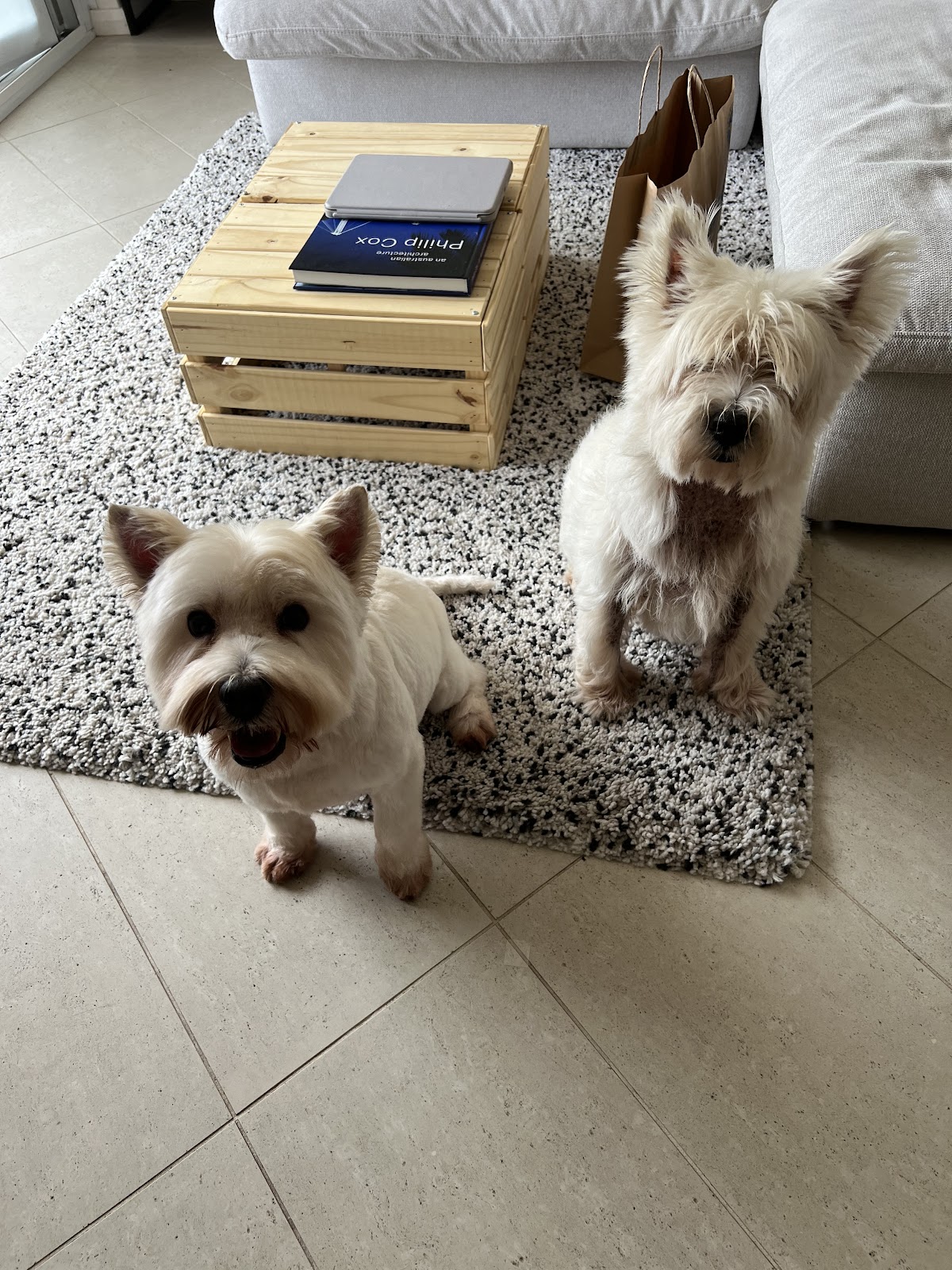 Two West Highland White Terriers standing near a couch, likely after grooming.