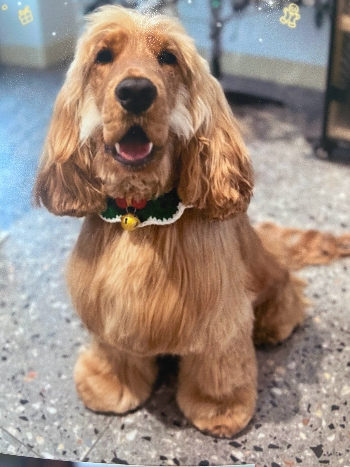 2 Princess Dog Grooming & Daycare - Malvern East pet grooming salon - Photo 7