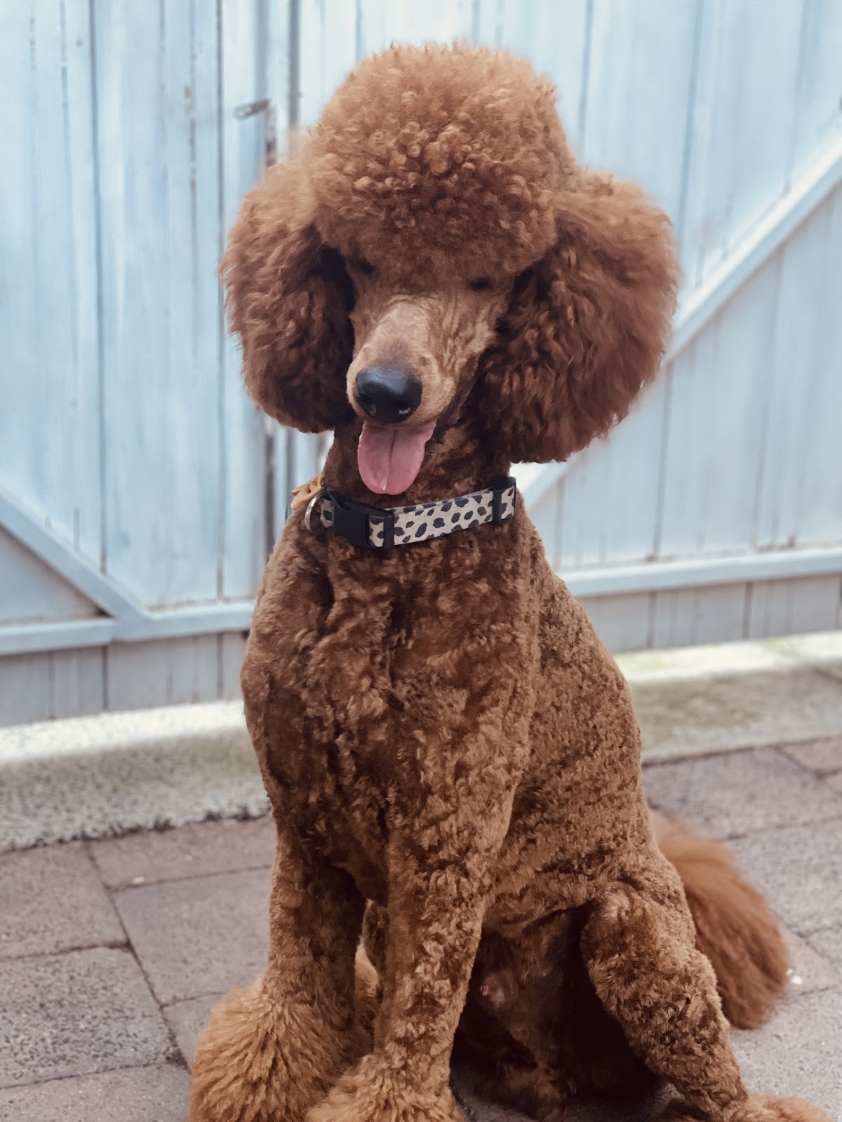 Brown poodle sitting outdoors with a playful expression and stylish collar.