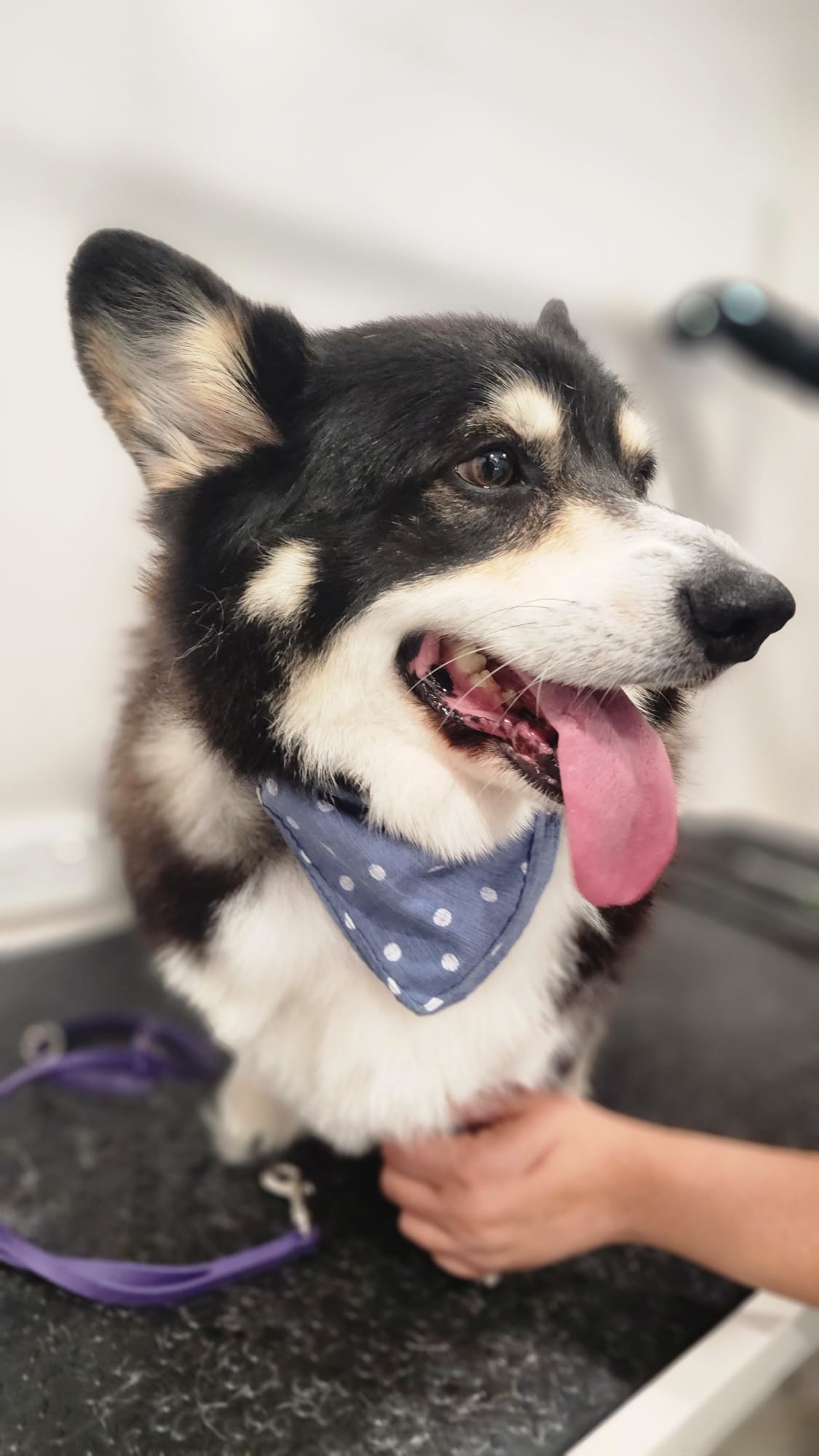 Corgi getting nail trim at a grooming salon. Blue bandana visible.
