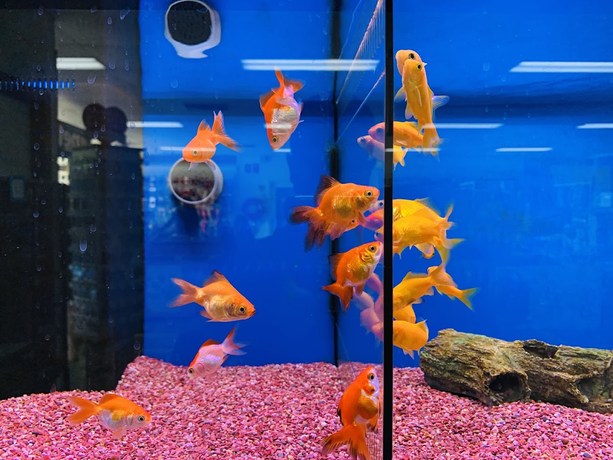 Fish tank with several orange goldfish swimming in a pink gravel aquarium.
