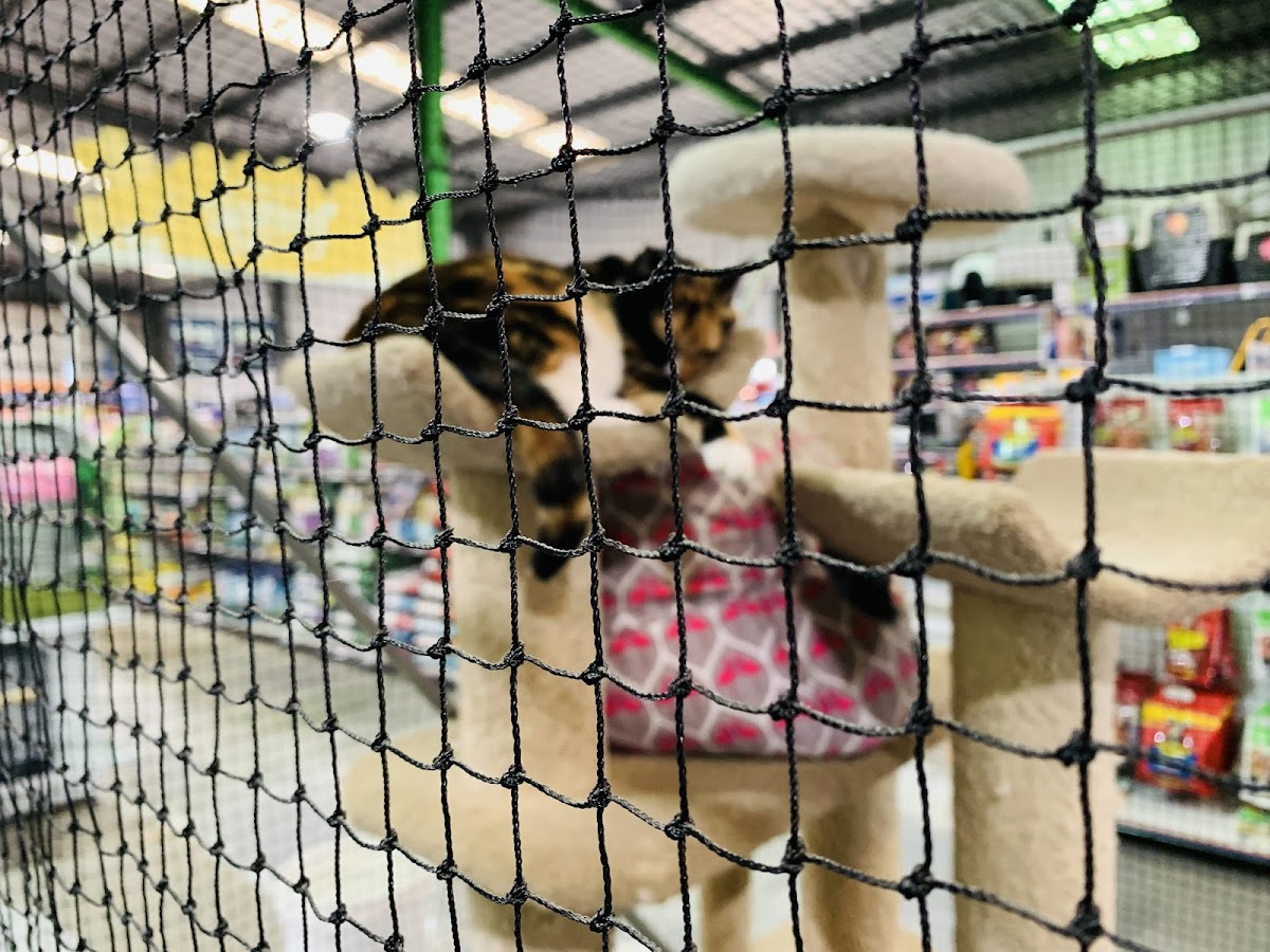 Dogs visible through netting at a pet store, likely part of a retail display.