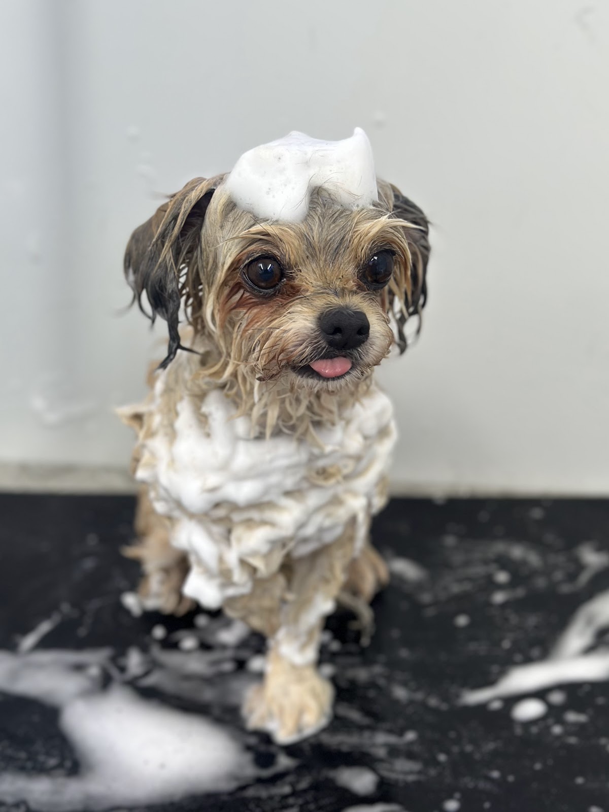 Yorkie covered in foam during a bath and dry grooming session at salon.