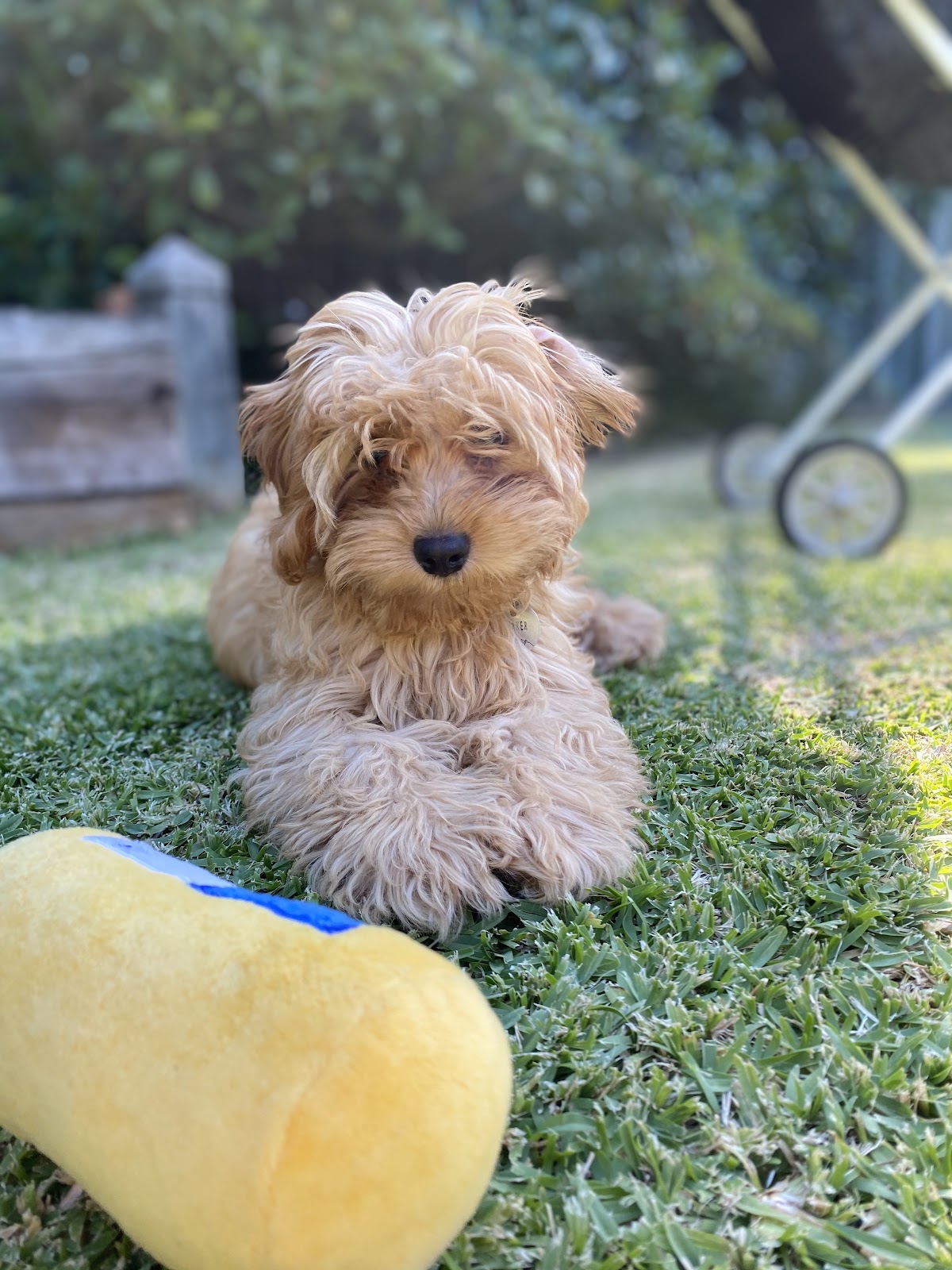 Nadia's Classic Cuts for Dogs