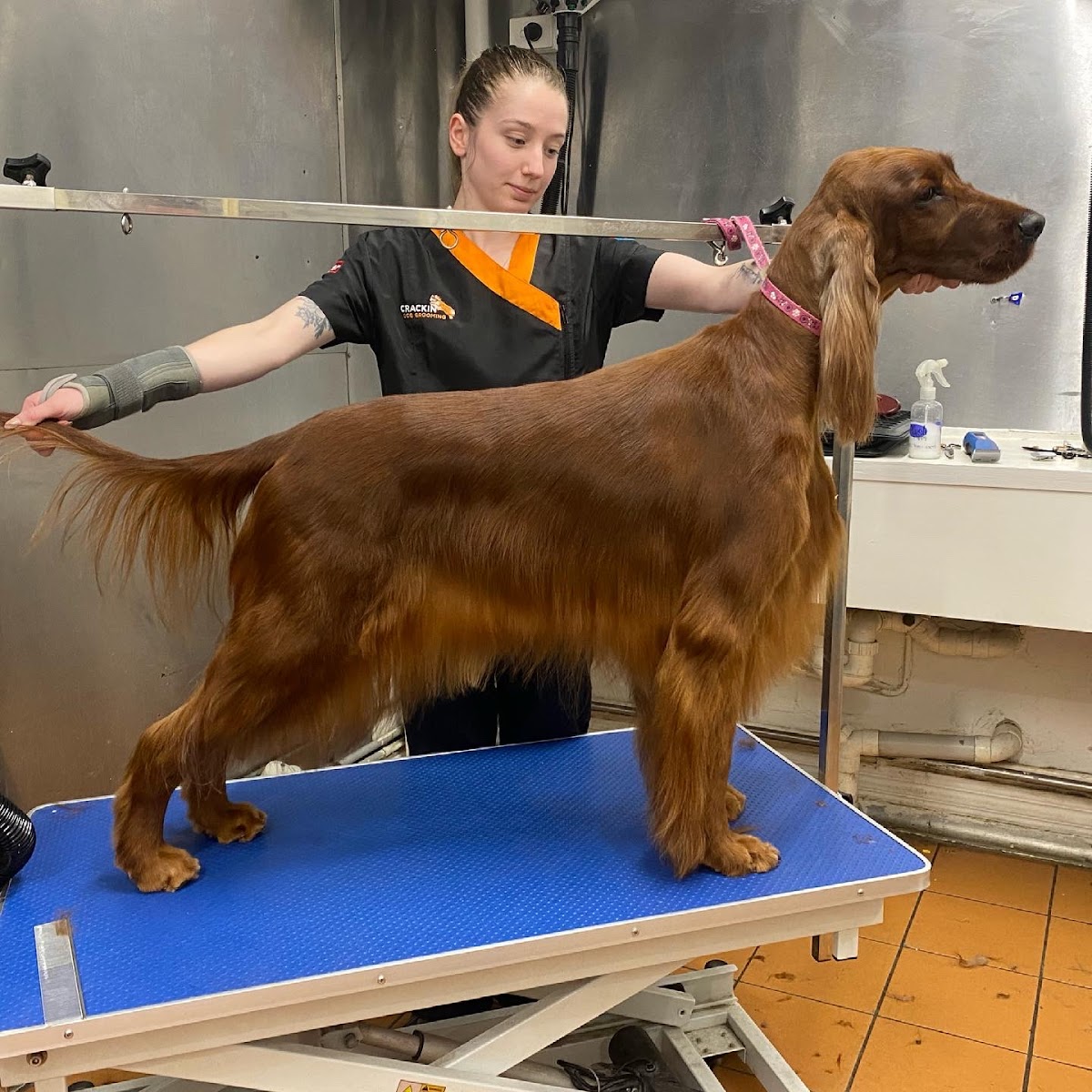 Cocker Spaniel on grooming table with groomer, likely getting nails trimmed.