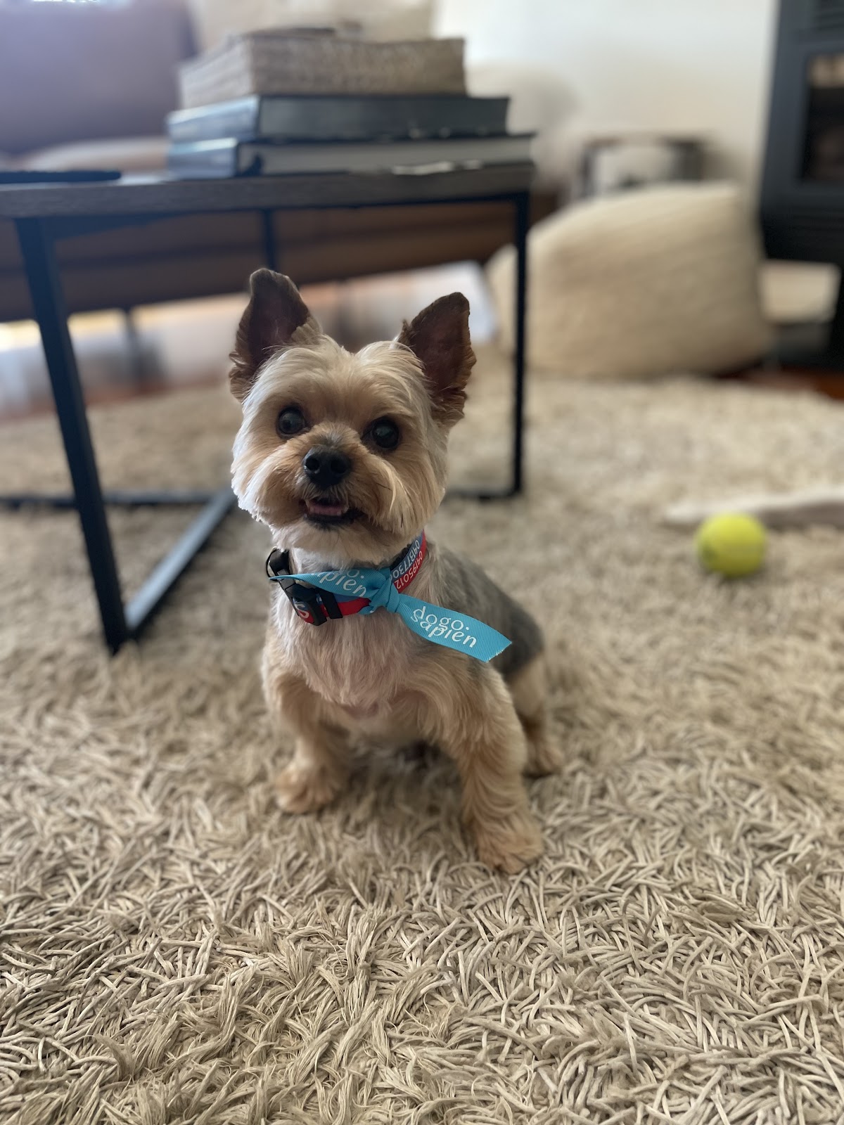 Yorkie with a cute haircut standing on a rug. Ready for playtime!