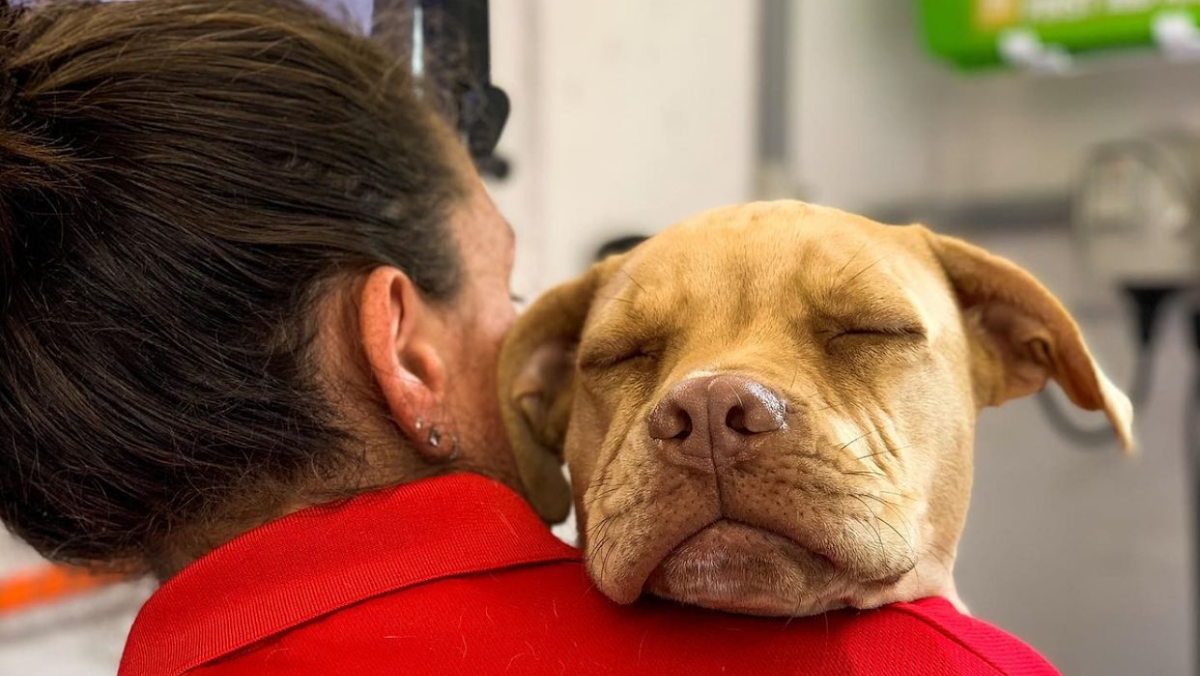 Jim's Dog Wash Buderim