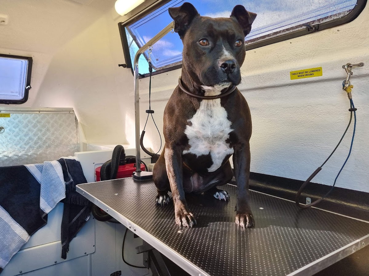 Unknown breed dog sitting on grooming table in mobile salon. Grooming table is visible.
