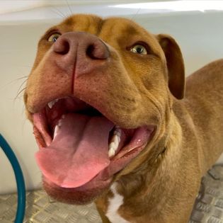 Close-up of a brown dog with open mouth, likely at a grooming salon.