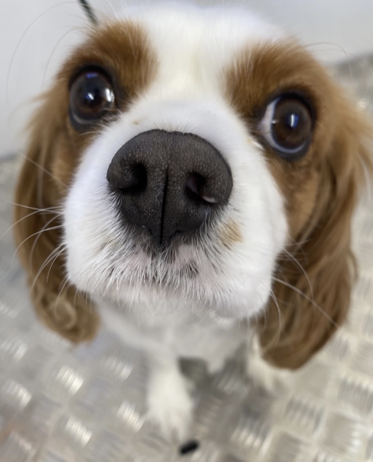 Close-up portrait of a Cavalier King Charles Spaniel with adorable eyes and a wet nose.