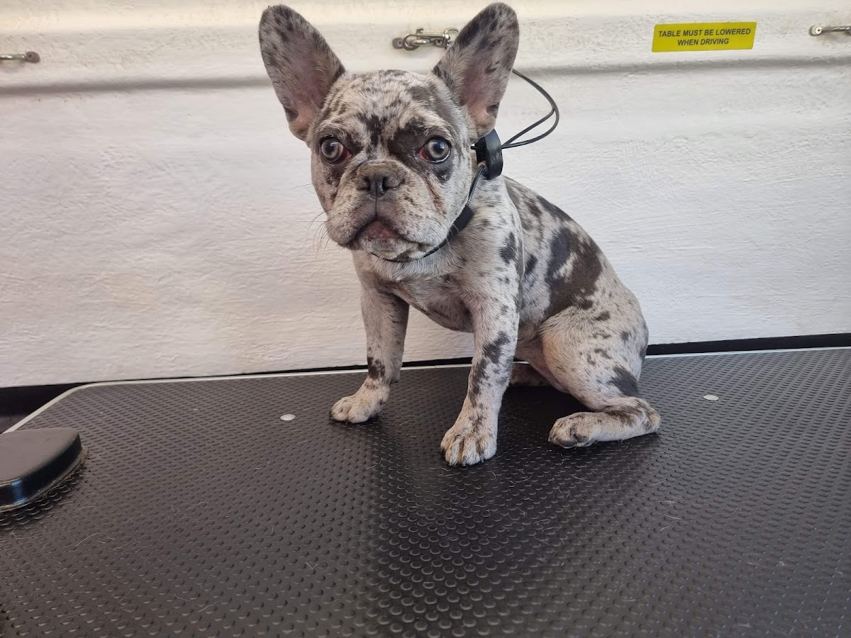 French Bulldog on grooming table, wearing a headset.