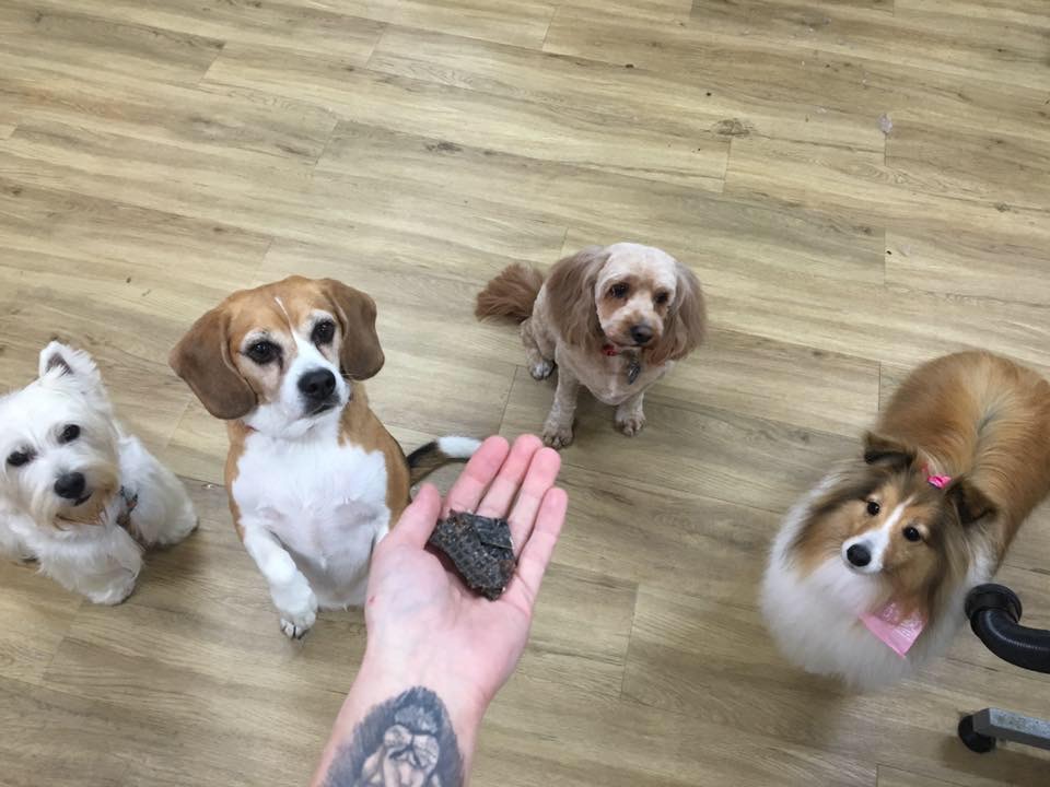 Four dogs - Cavalier, Beagle, Westie and Schnauzer - looking at treat in grooming salon.