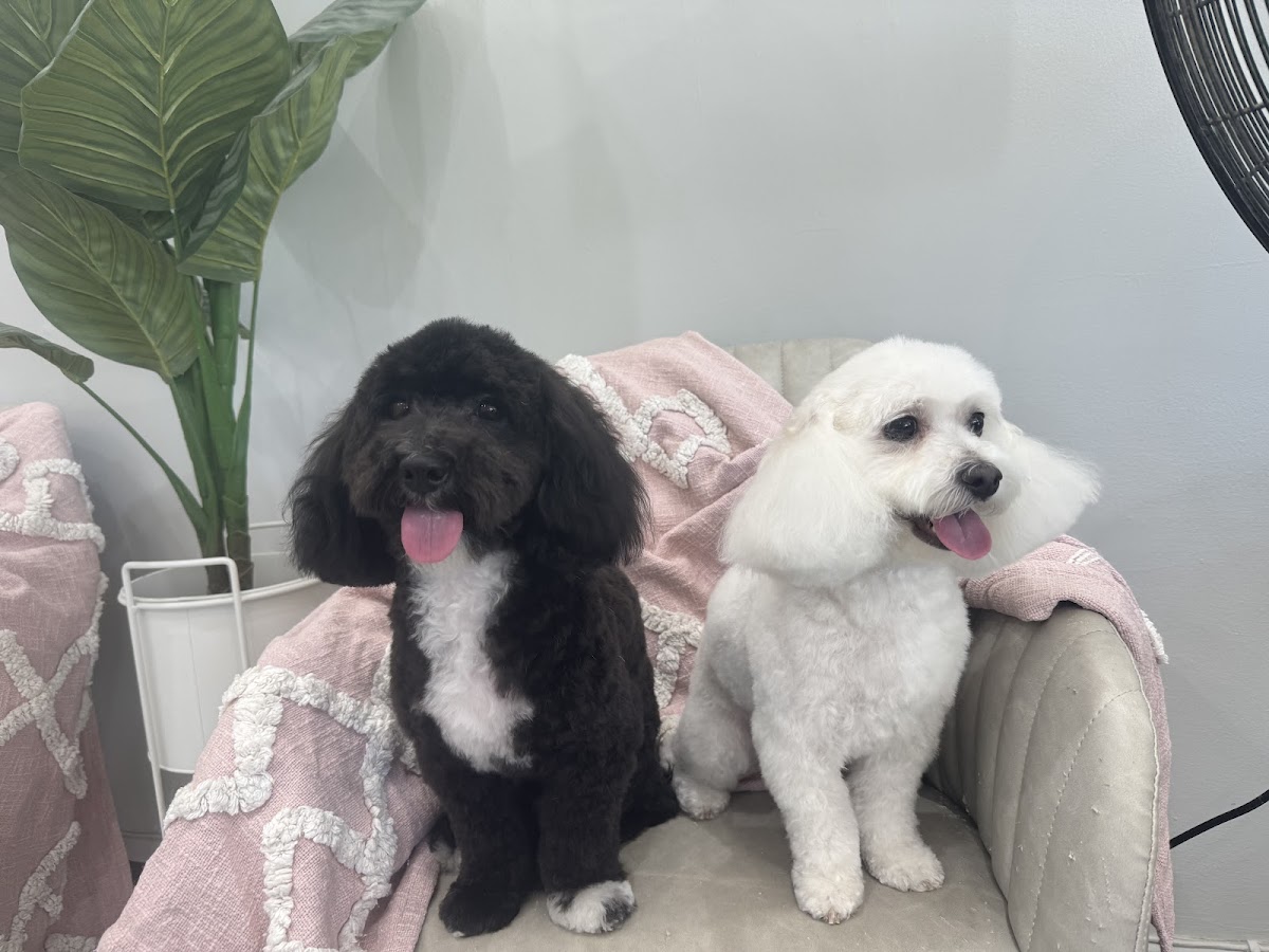 Two poodles, one black and one white, sitting on a couch with a pink blanket.