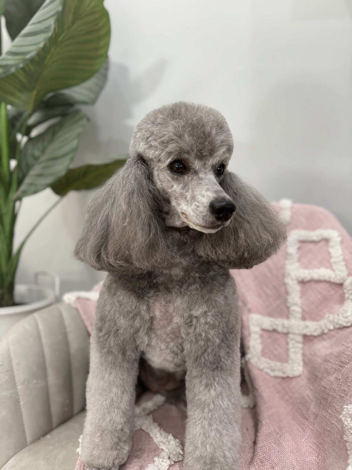 Gray poodle with teddy bear cut sitting on a couch in a grooming salon.