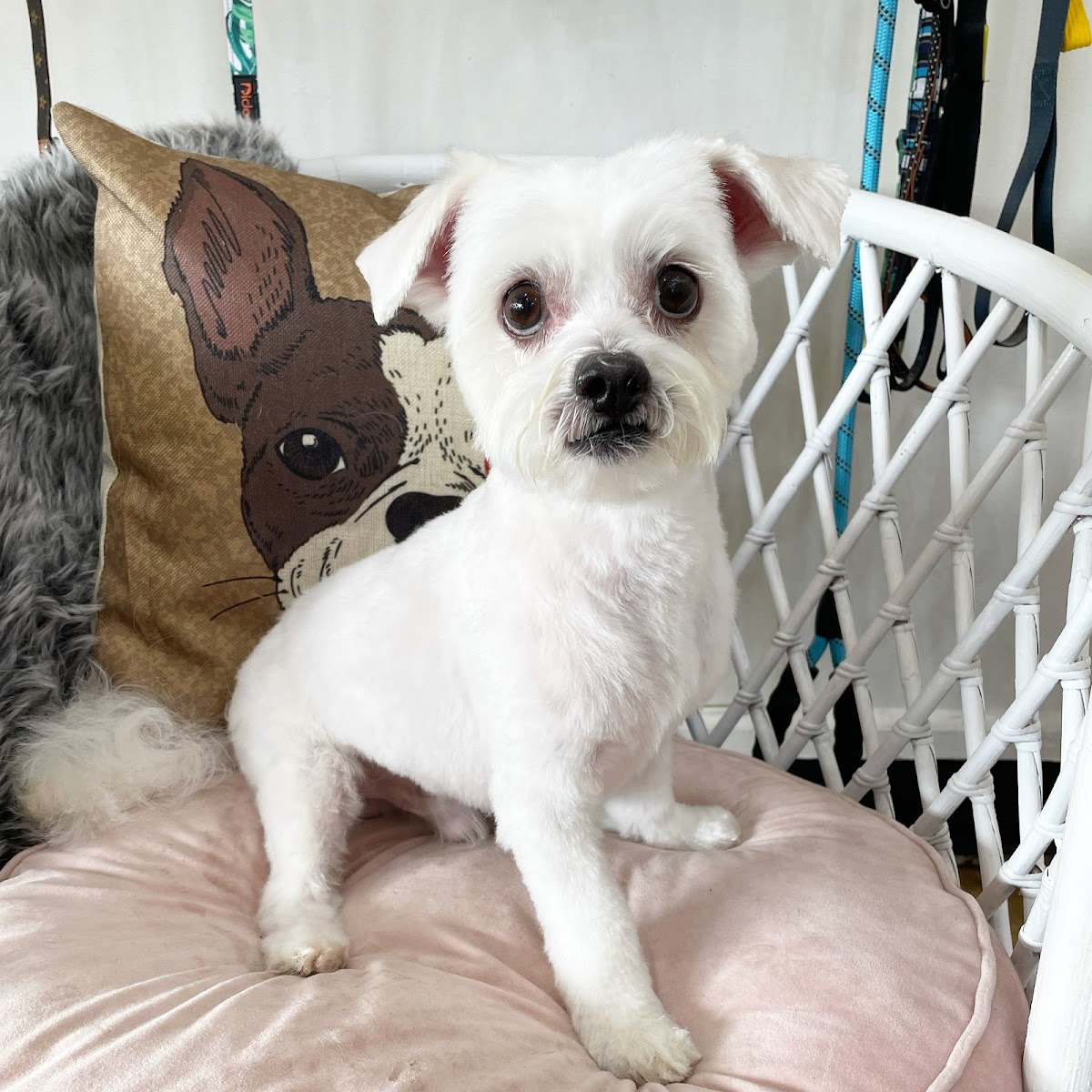 White Yorkshire Terrier sitting on a cushion with pillow featuring dog art.