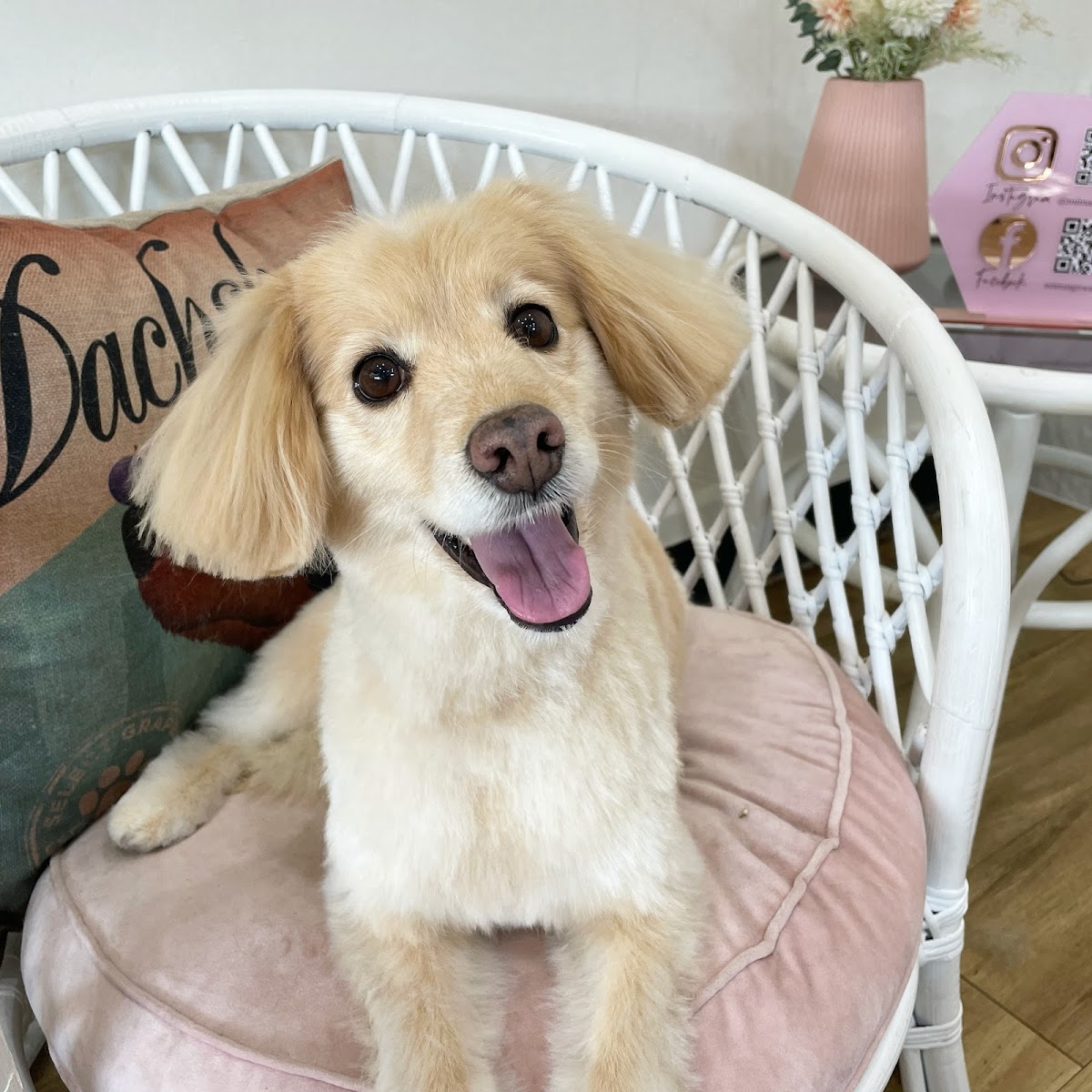 Tan dachshund with a happy expression sitting on a chair in a grooming salon.