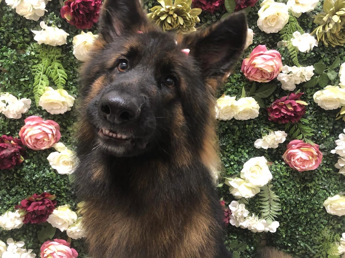 German Shepherd dog portrait with a friendly smile against floral backdrop.