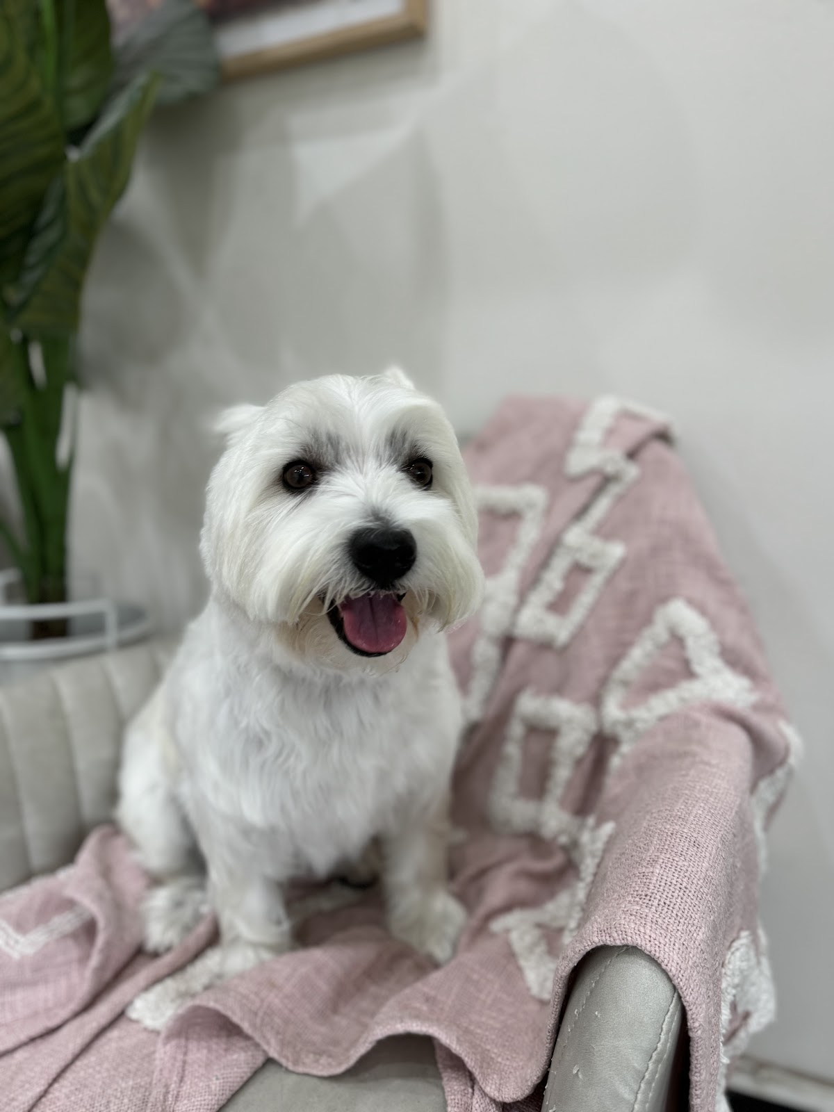 White West Highland Terrier sitting on a pink blanket, likely after grooming at a salon.