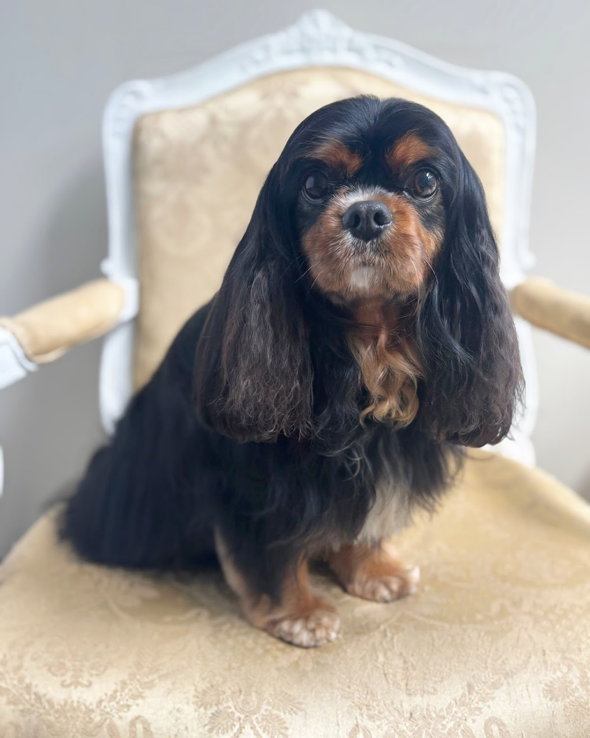 Cavalier King Charles Spaniel sitting on a chair, looking at the camera.