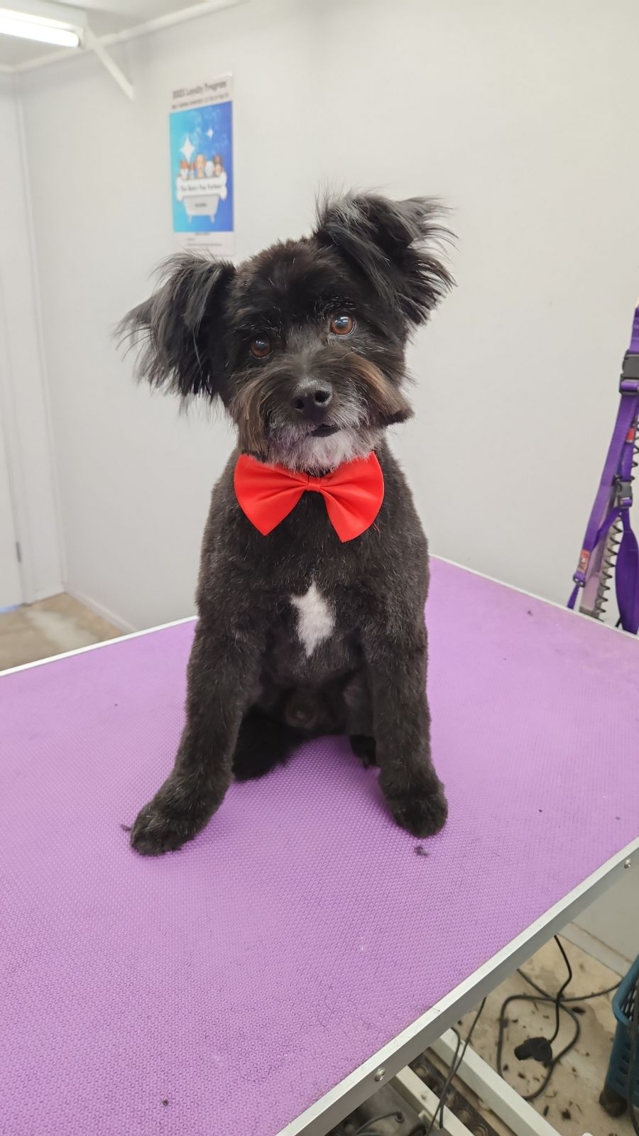 Small dog with teddy bear cut standing on grooming table at salon.