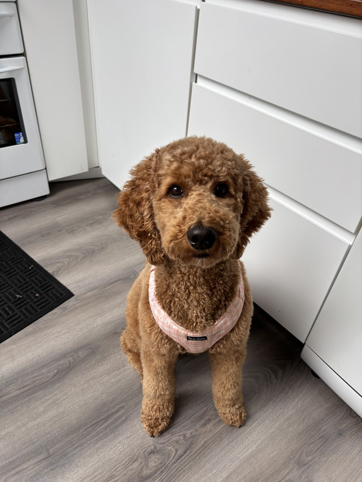 Brown cavapoo sitting on floor in salon, looking at camera.