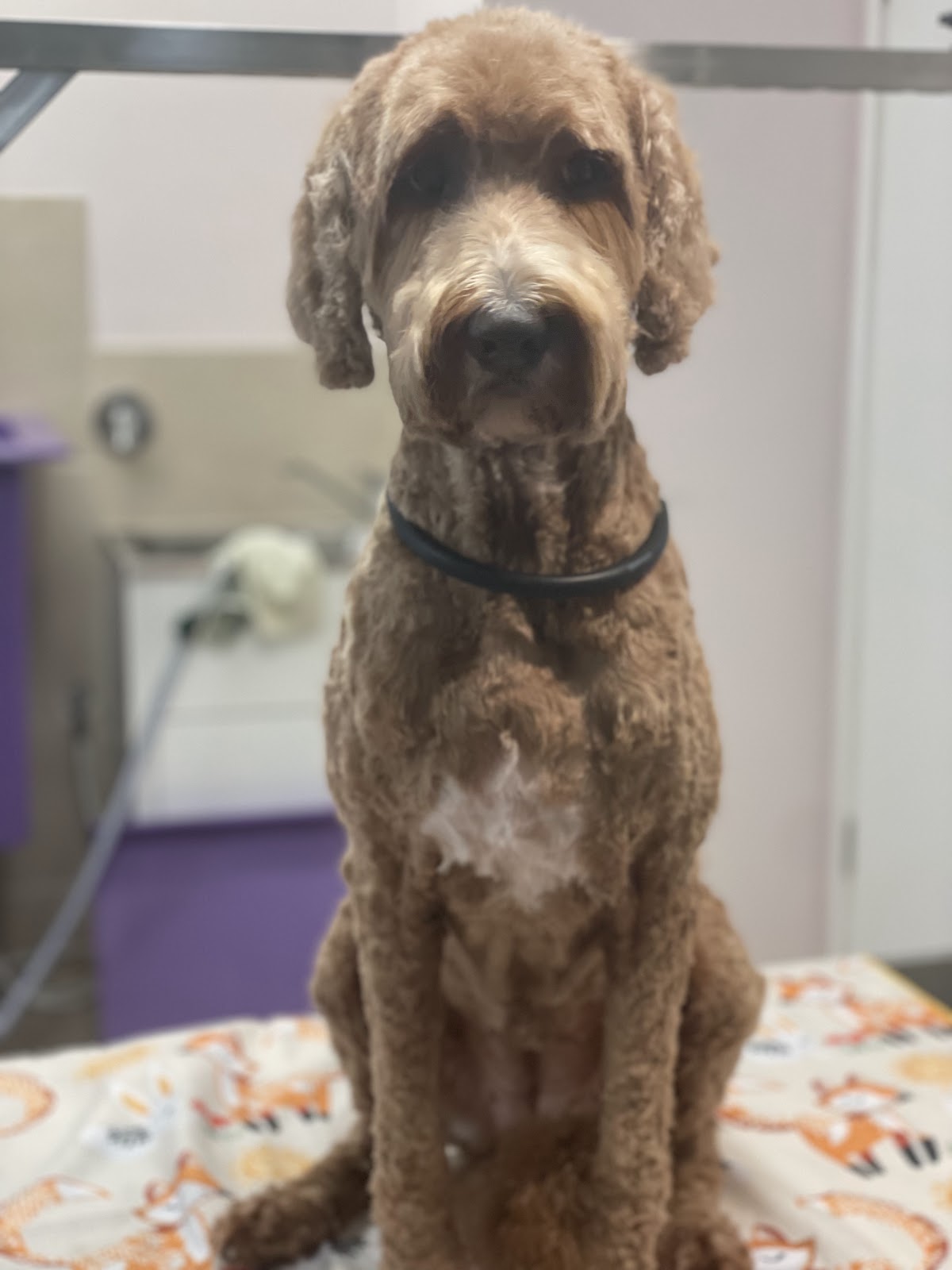 Brown Groodle sitting on a grooming table, likely after bath and dry service.
