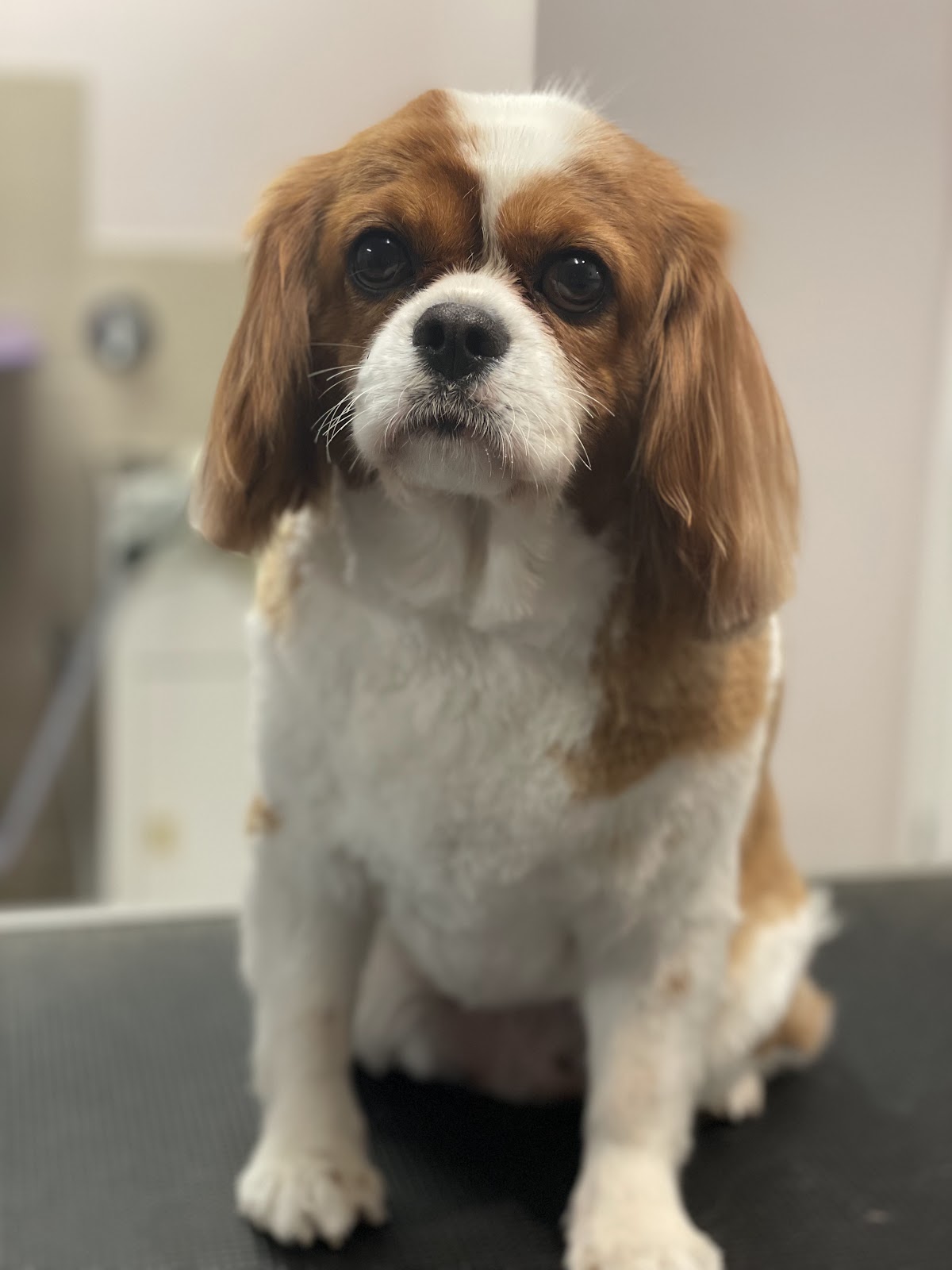 Cavalier King Charles Spaniel on grooming table, likely after a bath and dry session.