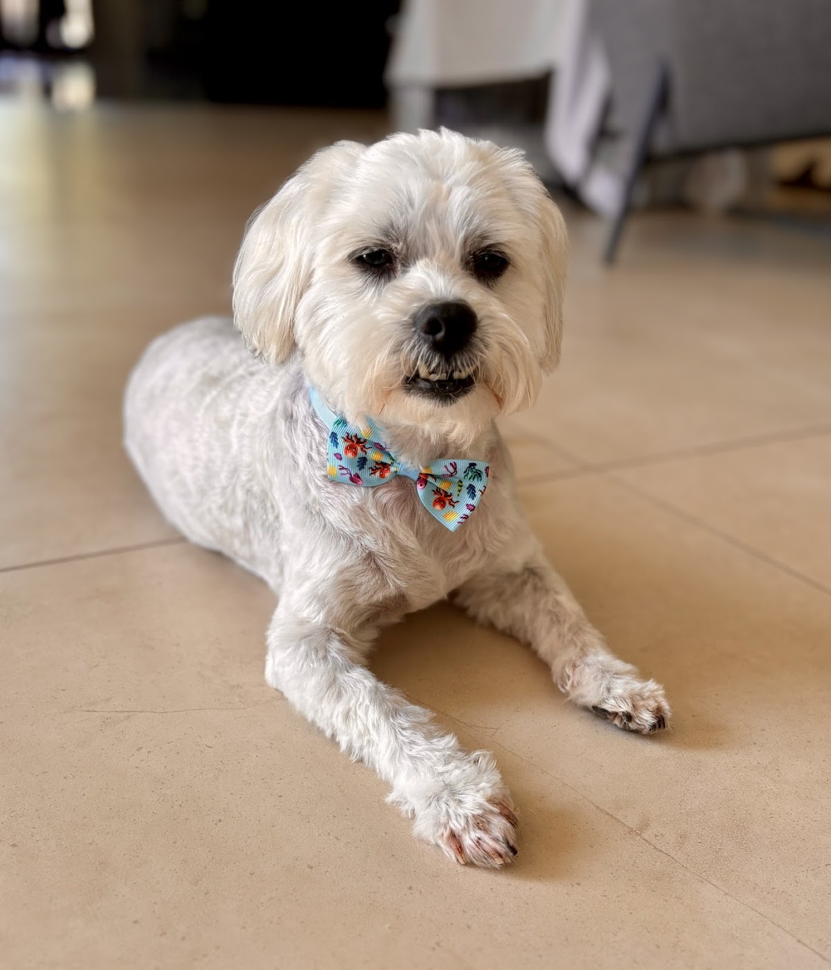 Jax & Jill Dog Grooming