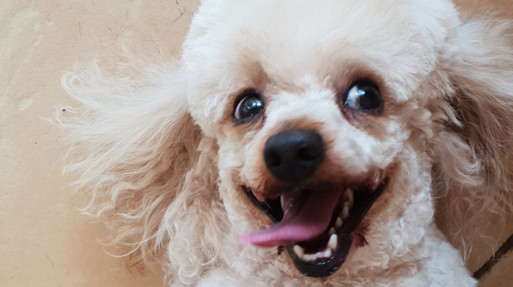 Ashfield Pet Mansion