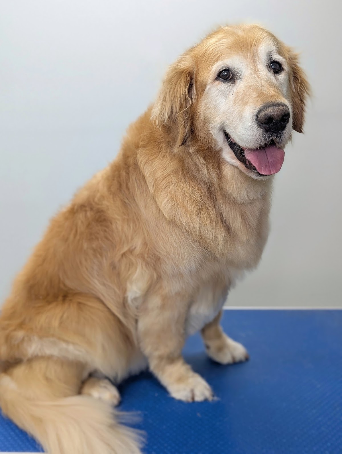 Golden Retriever with a friendly smile on blue grooming table. Senior dog enjoying bath and dry service.