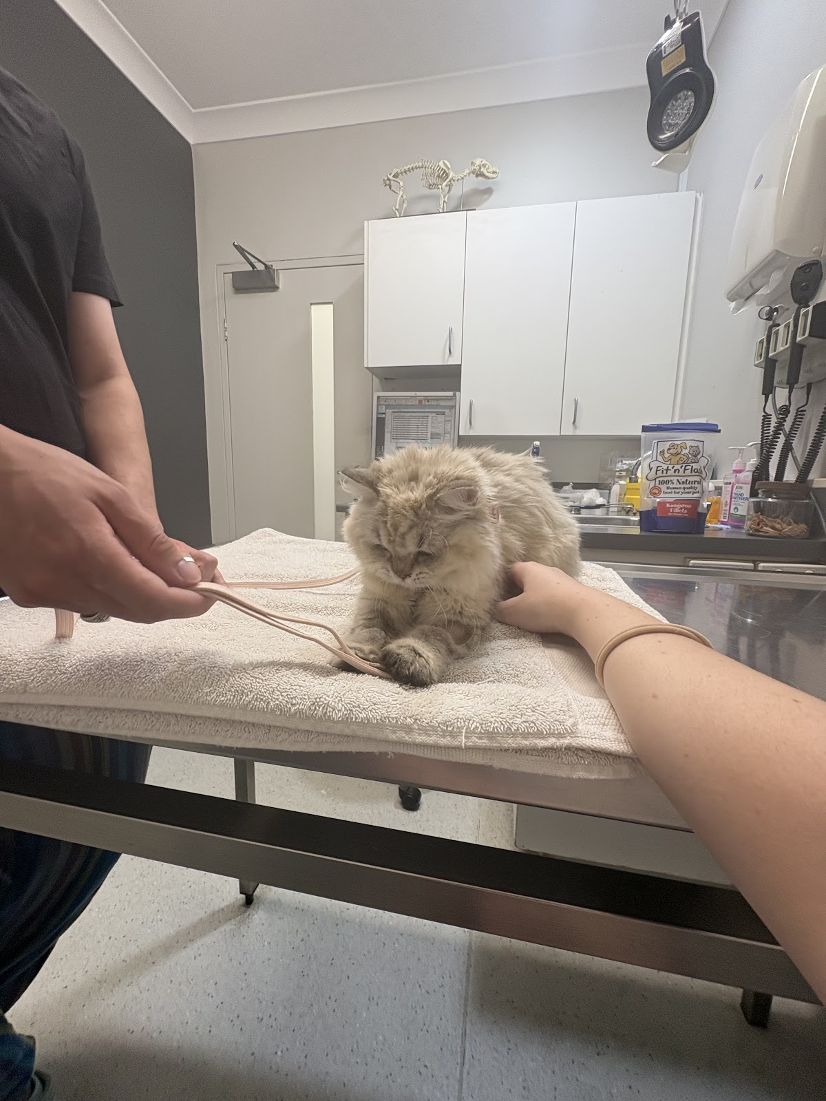 Sydney Animal Hospitals pet grooming salon - Photo 8