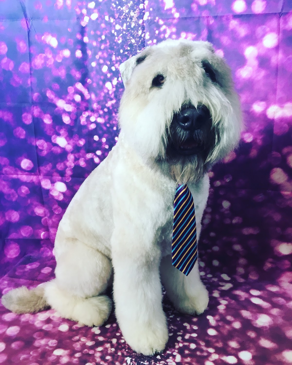 Purple Pooch Dog Grooming