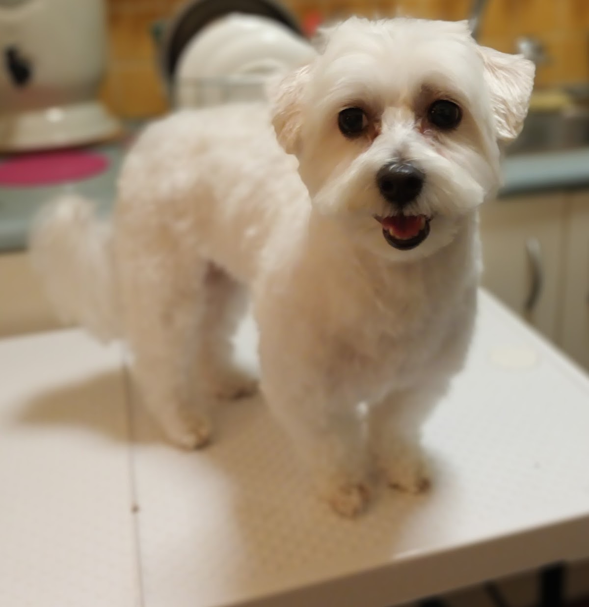 Malwina DogGroomer&DogWalker