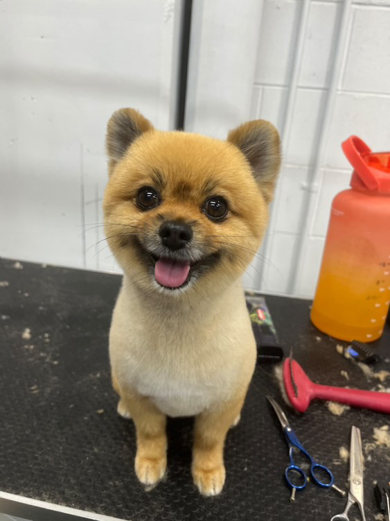 Cute Pomeranian with teddy bear cut sitting on grooming table, ready for a playful day.