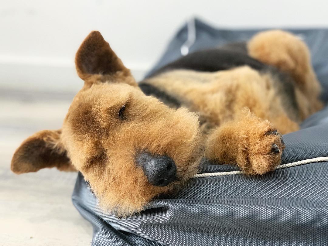 Cocker Spaniel relaxing on a blue grooming bed, likely after a bath and dry session.
