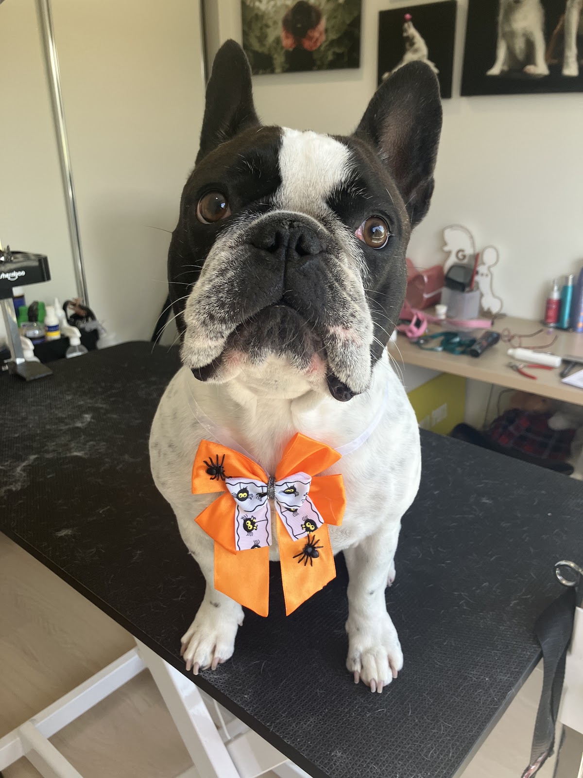 French Bulldog with orange bow on grooming table, ready for a bath and dry.